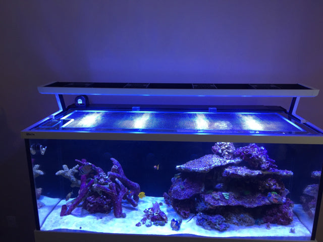 Red Sea ClearView Aquarium Lids – Tagged 
