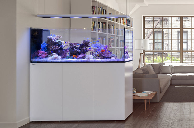 Red Sea peninsula aquarium