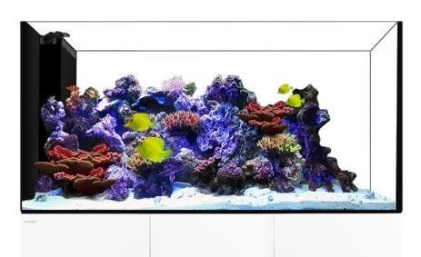 Waterbox peninsula aquarium
