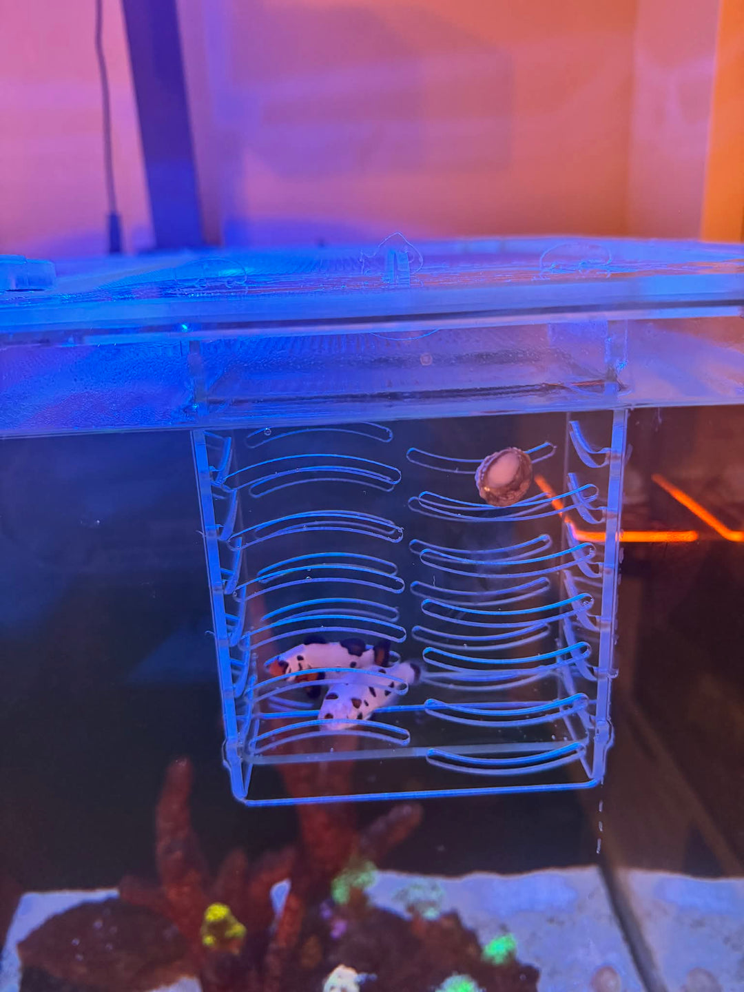 Feed / Acclimation Boxes