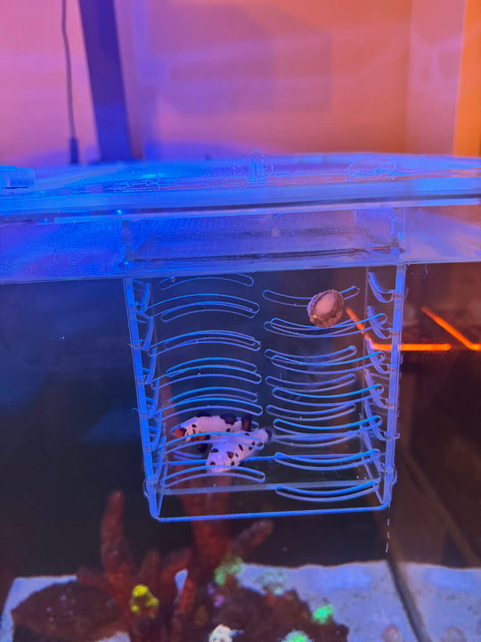 Feed / Acclimation Boxes