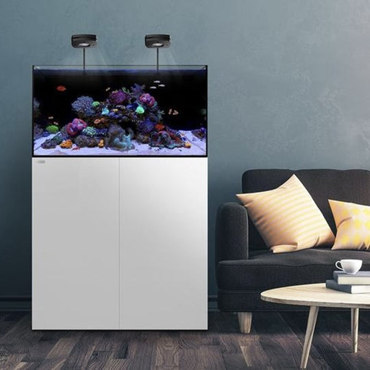 Waterbox AIO 65.4 Peninsula aquarium